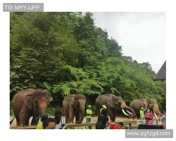 原始森林足球明星的传奇旅程与自然的完美结合 原始森林足球明星的传奇旅程与自然的完美结合